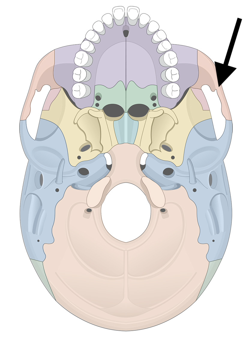 <p>Name the bone</p>
