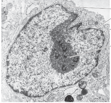 <ul><li><p>forms during interphase </p></li><li><p>genes that code for ribosomal RNA’s compose this and get together </p></li><li><p>In human cells 10 of these groupings of ribosomal RNA’s form at the ends of 5 chromosome pairs </p></li><li><p>here ribosomal RNA’s are produced and they associate with proteins to make ribosomes which then produce proteins for the cell </p></li></ul><p></p>