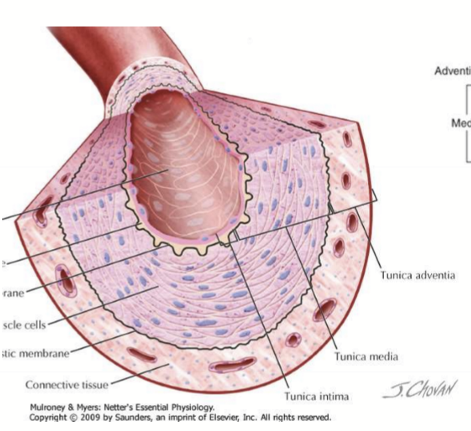 <p>Vascular smooth muscles in the tunica media </p>