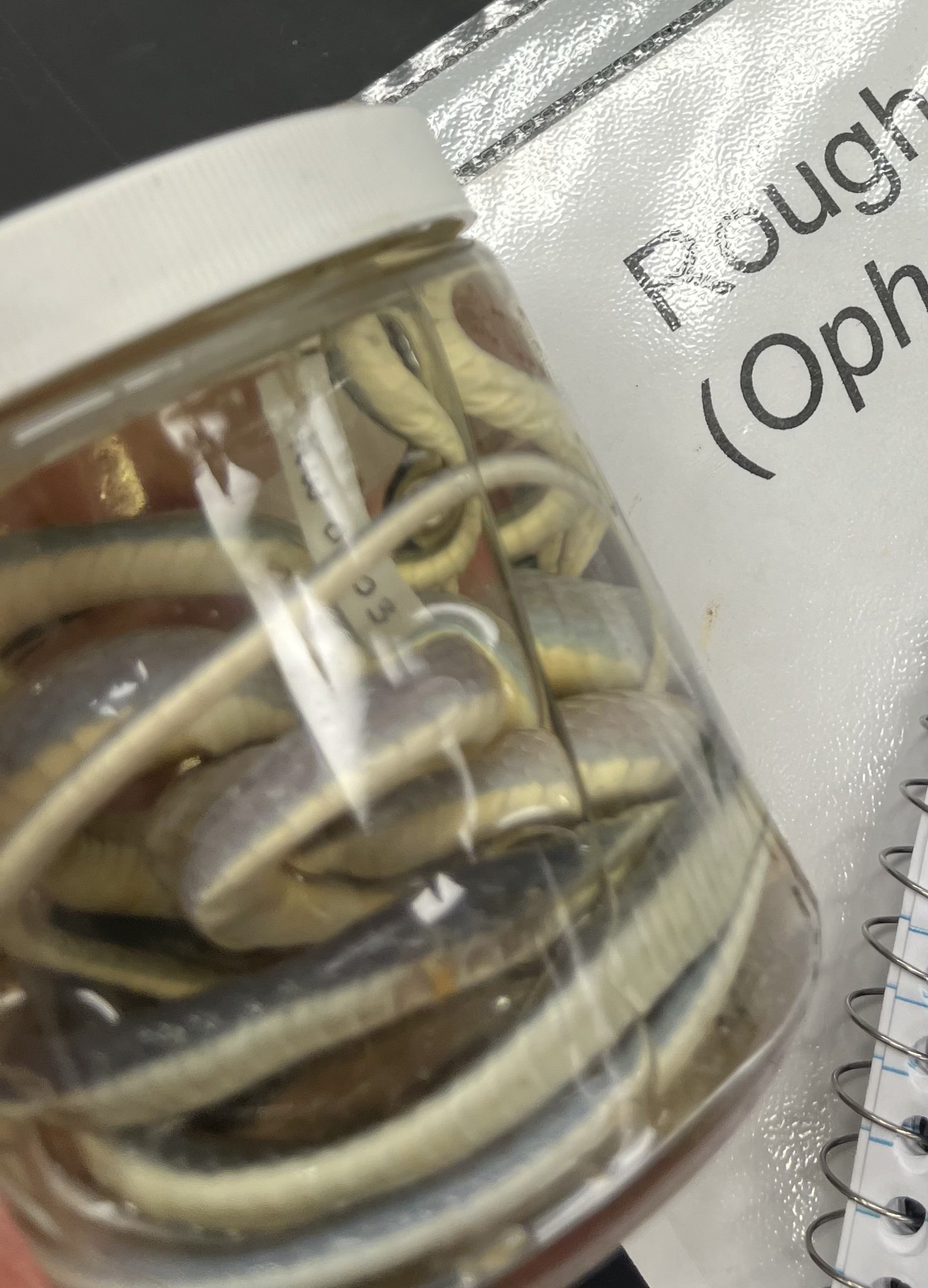 <ul><li><p>grey-black top, white belly</p></li><li><p>small</p></li></ul><p></p>