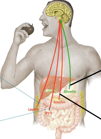 <ul><li><p>Produced by adipose tissue and suppresses appetite</p></li><li><p>Decrease in body fat causes levels to fall, hence appetite increases. </p></li></ul><p></p>