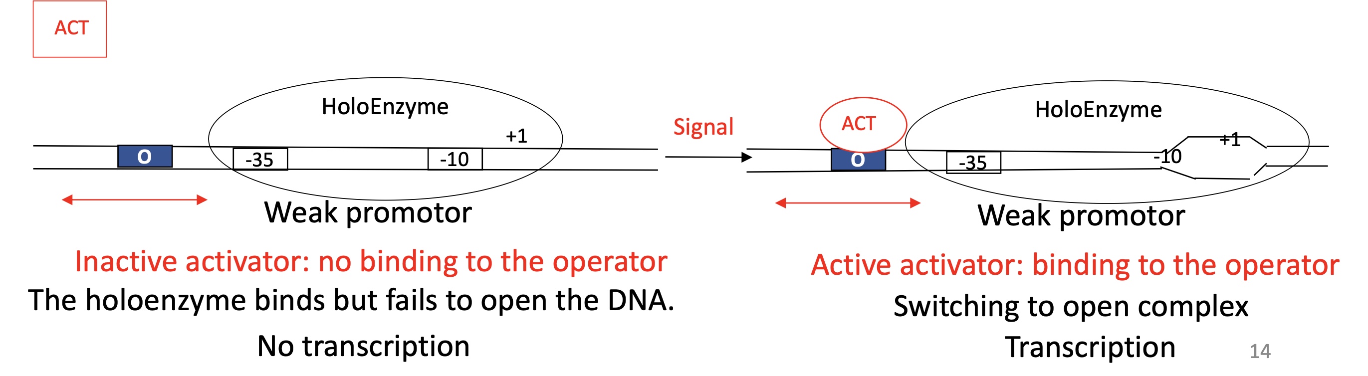 <p>ACT binding site before -35 </p><p>Inactive Activator&nbsp;</p><ul><li><p>ACT doesn’t bind to ACT binding site </p></li><li><p>Holoenzyme is bound to promoter </p></li><li><p>Unable to open double stranded DNA —&gt; remains in closed complexe</p></li><li><p>No transcription </p></li></ul><p>Active Activator</p><ul><li><p>ACT binds to ACT binding site&nbsp;</p></li><li><p>Allows Holoenzyme to enter the open complex&nbsp;</p></li><li><p>DNA is opened</p></li><li><p>Transcription takes place&nbsp;</p></li></ul><p></p><p> </p>