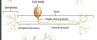 <ul><li><p>most sensory neurons</p></li></ul><p>dendrites directly to peripheral process of axon… single short process extends directly from the cell body and forms a T intersection with the two processes (peripheral and central) of one long axon.</p><p></p>