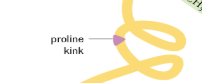 <p>What is a Proline Kink? </p>