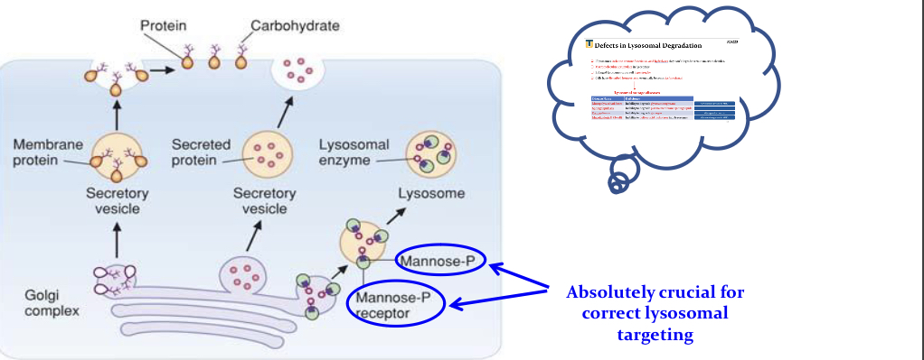 <ul><li><p>Delivering the <strong>lysosomal enzymes </strong>into the lysosome req <strong>phosphorylation</strong> of <u>mannose</u> on N linked ogliosacc of the lysosomal enzyme.</p></li></ul><p></p>
