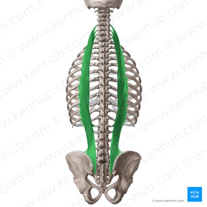 <p>iliocostalis origin</p>