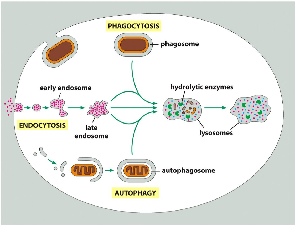 <p>cellular eating The process by which a cell uses its plasma membrane to engulf a large particle like bacterial cells or viruses, thus giving rise to an internal compartment called the phagosome.</p>
