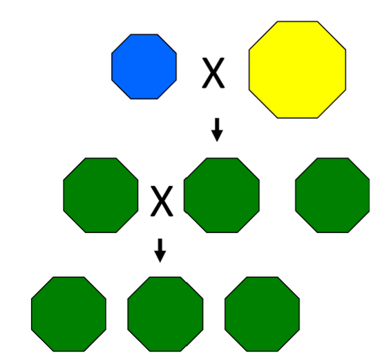 <p>Traits mix together irreversibly like paint</p><p>Incorrect as genes do not immediately blend after a mutation</p>