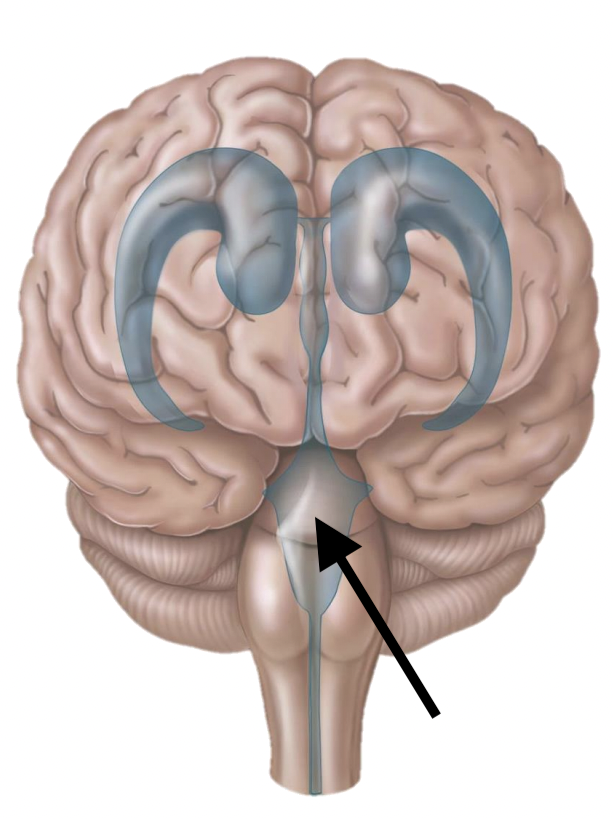 <p>Name the structure</p>