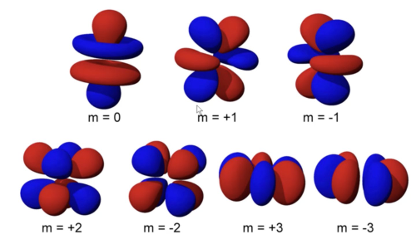 <p>seven orbitals</p>