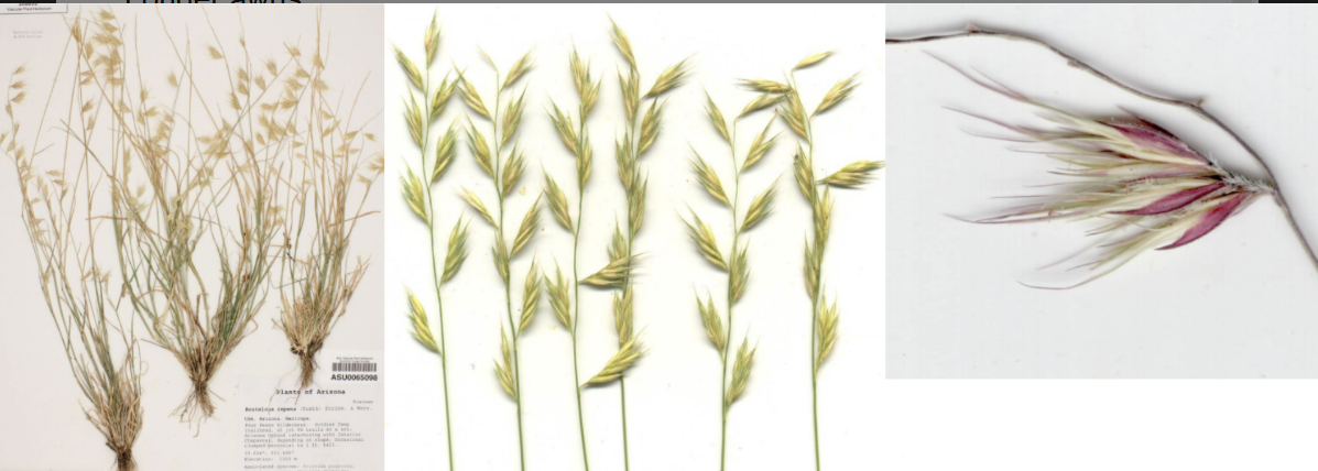 <p>Pendent spikelets, more erect</p><p>Spikelets are fatter &amp; wider</p><p>5-10 spikelets</p><p>Longer awns</p><p>No rhizomes</p>
