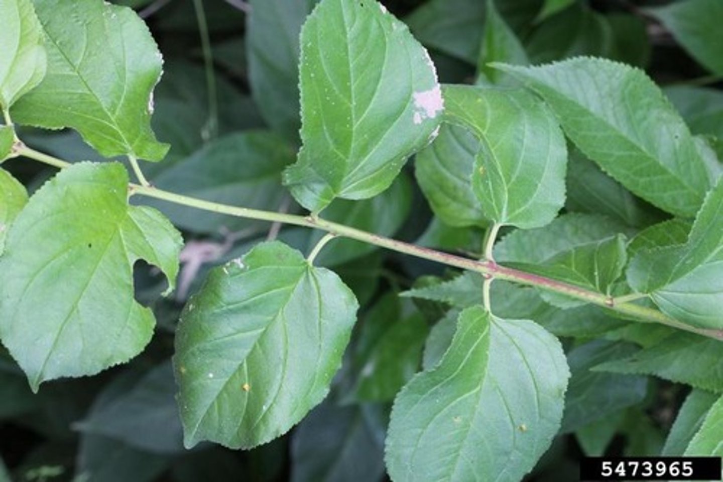 <p>what type of leaf arrangement is this?</p>