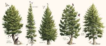 <p><strong>(Conifers)</strong> – Needle leaves, cones, cold/dry habitats</p>