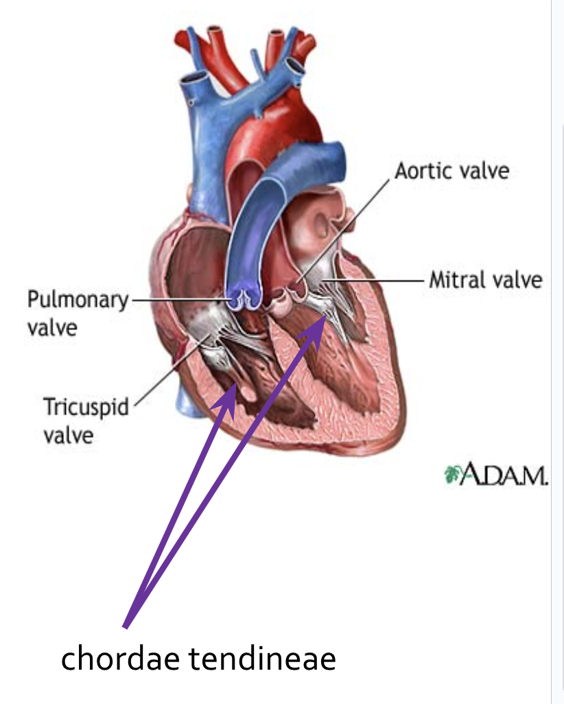 <ul><li><p>Anchor the flaps to the walls of the ventricles</p></li><li><p>When the heart is relaxed and blood is passively filling its chambers the AV flaps hang limply into the ventricles</p></li><li><p>As the ventricles contract, they press on the blood in their chambers and the pressure begins to rise</p></li><li><p>This forces the AV flaps upward closing the valves.</p></li></ul>