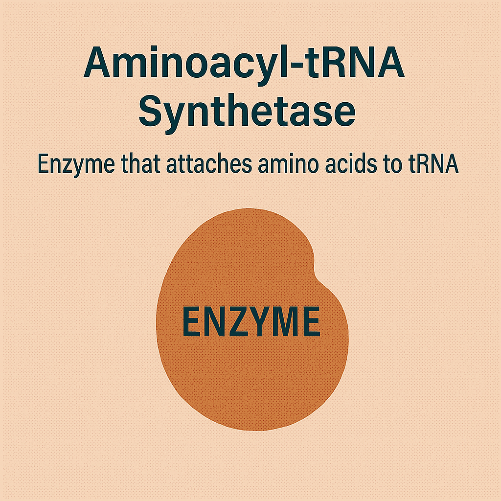 <p>Aminoacyl-tRNA synthetase</p>