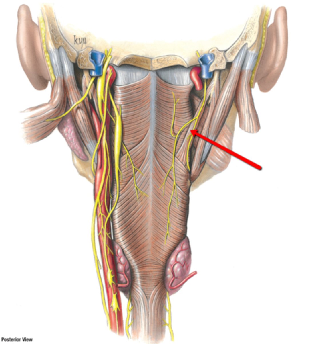 <p>phayrnx muscle responsible for Lifting and widening the pharynx</p>