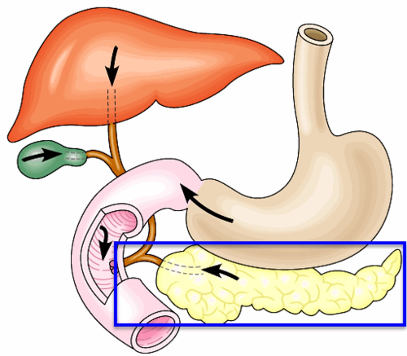 <p>Structre</p><p>- Mangled looking structure</p>