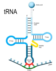 <p>Transfer RNA (tRNA)</p>