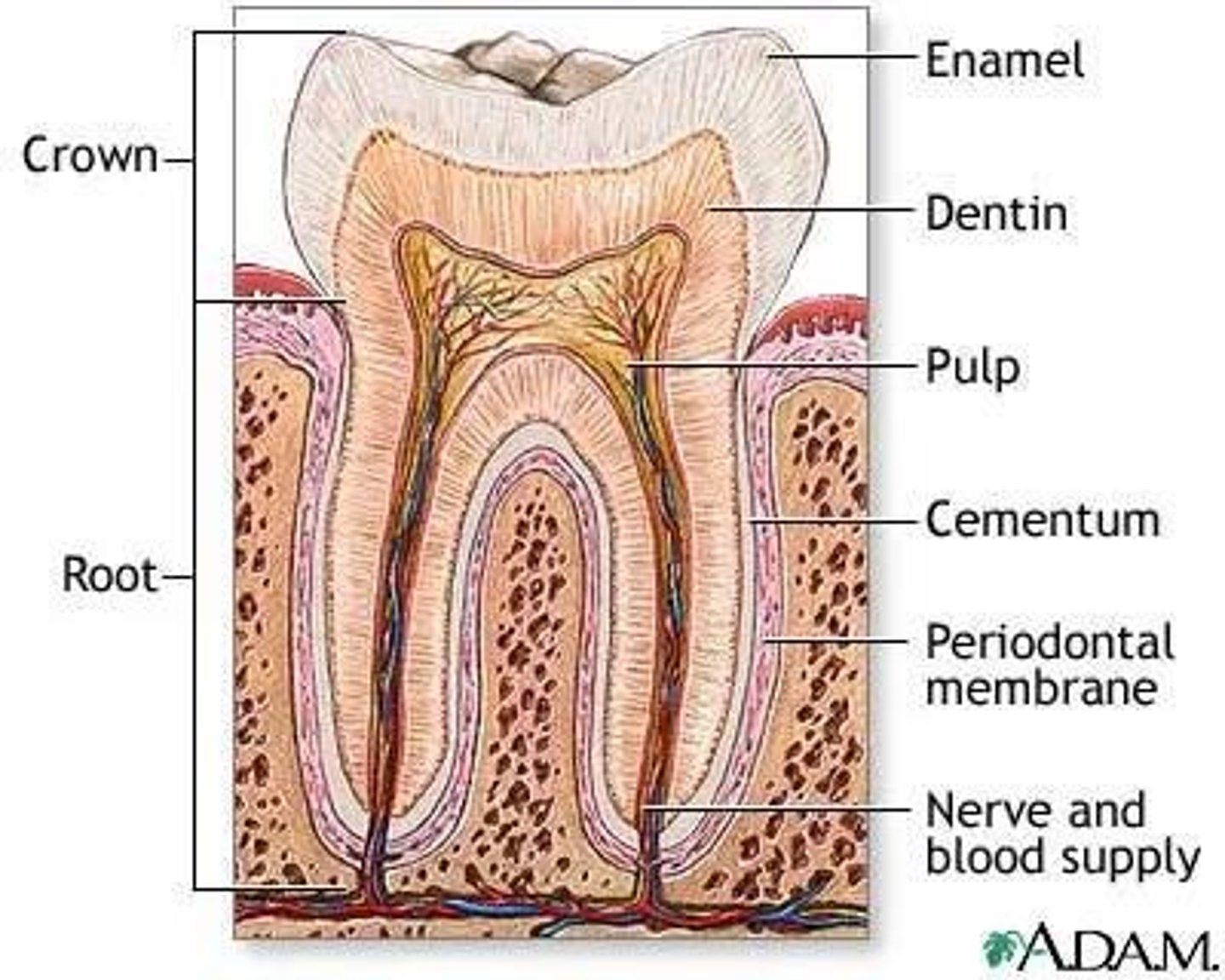 <p>Cementum is a hard yellowish substance covering the root of a tooth, composed of 50-60% inorganic hydroxyapatite and 40-50% organic collagen fibers and water.</p>