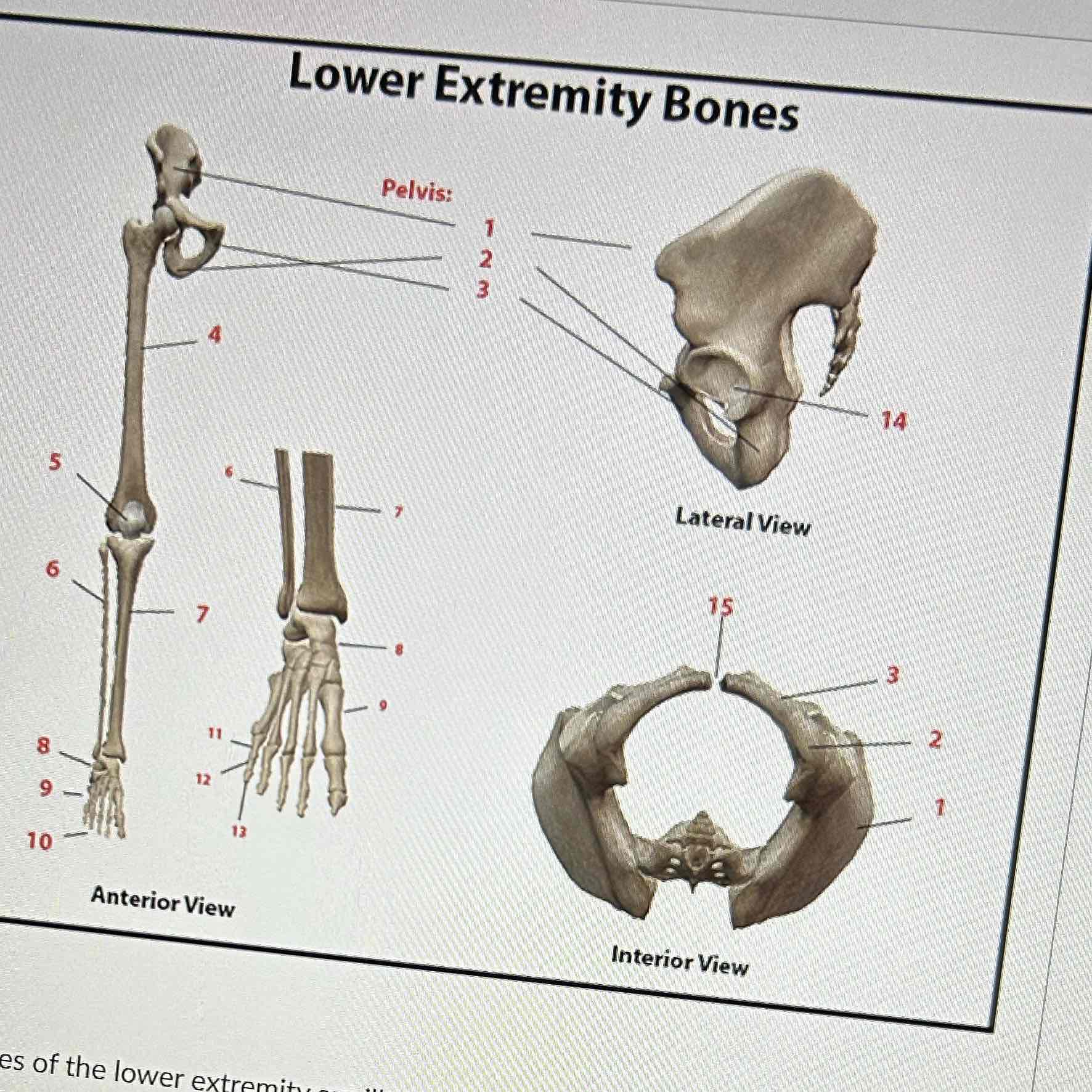 <p>Which lower extremity bone is labeled at 9</p>