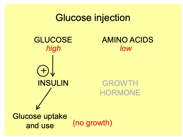 <ol><li><p>High glucose, low amino s</p></li><li><p>Promote inculin</p></li><li><p>glucose uptake and use</p><ol><li><p>No growth coz growth hormone not PERMITTED by insulin co not enough aas</p></li></ol></li></ol><p></p>
