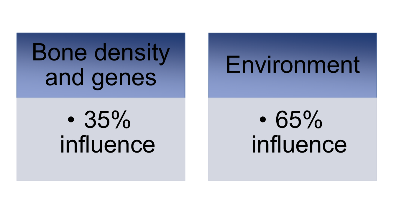 <p>environmental:</p><ul><li><p>CALCIUM AND VIT. D</p></li></ul><p>-Bone strength in later life dependent on bone-</p><p>building during childhood and adolescence—&gt; so good to build string bones when young!</p><ul><li><p>ESTROGEN DEFICIENCY</p></li></ul><p>-&nbsp;Greater bone lose for women during</p><p>menopause (estrogen production diminishes –</p><p>20% bone loss 6-8 yr post menopause)</p><p>• Men have greater bone density and smaller</p><p>losses</p><p></p>
