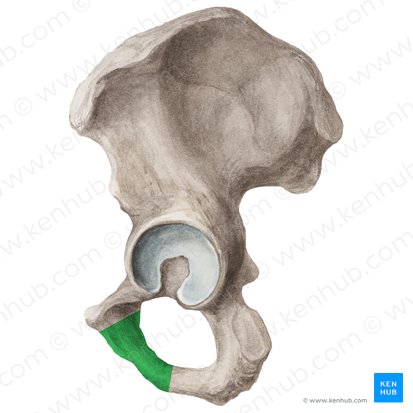 <p>Origin: adductor brevis &amp; magnus (partial &amp; adductor part/partial), gracilis (partial)</p>