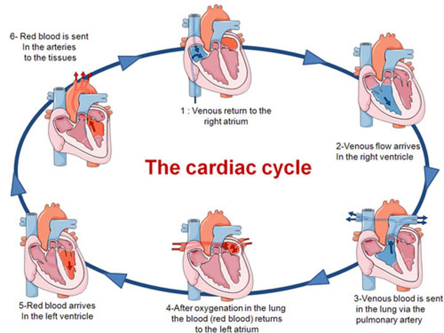<p>-describes the period b/t the start of one heartbeat and the beginning of the next</p><p>-2 phases: systole (SA triggers - contraction of atria - AV node triggers - impulse through Purkinje fibers - contraction of ventricles) and diastole (relaxation)</p>