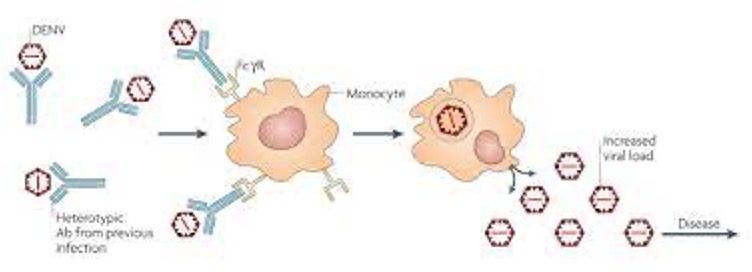 <p>What is antibody-dependent enhancement? Describe how this functions to enhance Dengue virus replication? Why does it make vaccine development a nightmare?</p>