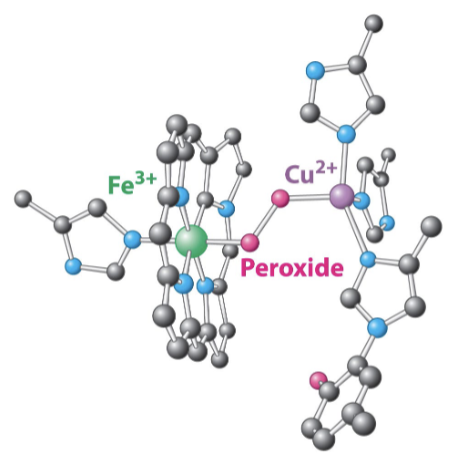 <p>The oxygen intermediates are reactive:</p><ul><li><p>Aided by the binding of oxygen to both copper and the iron of the heme→ forms peroxide bridge</p></li><li><p>Complex IV must hold a molecule of molecular oxygen until 4e- are delivered from 4 cytochrome c molecules</p></li></ul><p></p>