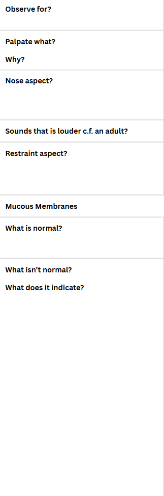 <p>Respiratory Exam and Auscultation</p>