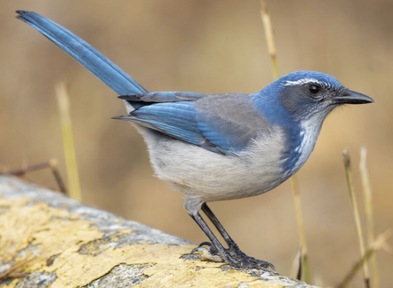 <ul><li><p>very vocal — raspy calls</p></li><li><p>rich blue </p></li><li><p>stout bill, long tail</p></li></ul><p></p>