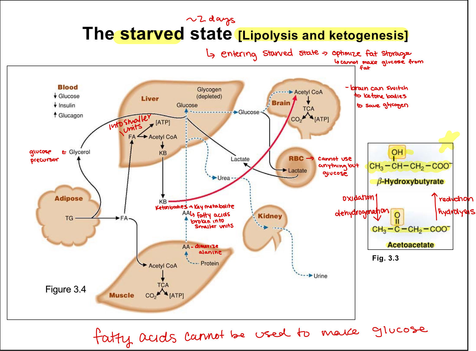 <ul><li><p>protein turnover induced in muscles and amino acids travel to liver to use as precursors</p></li><li><p>lactate produced by RBC returns to liver to be used as a substrate</p><ul><li><p>ketogenesis here, can make out of FA from the adipose tissue</p></li></ul></li><li><p>glycerol released from adipose tissue then used by liver</p><ul><li><p>lipolysis occurs in adipose tissues and is glucagon driven</p></li><li><p>stores and mobilizes when needed</p></li></ul></li></ul><p></p>