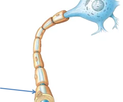 <p>allows for faster action potential propagation</p>