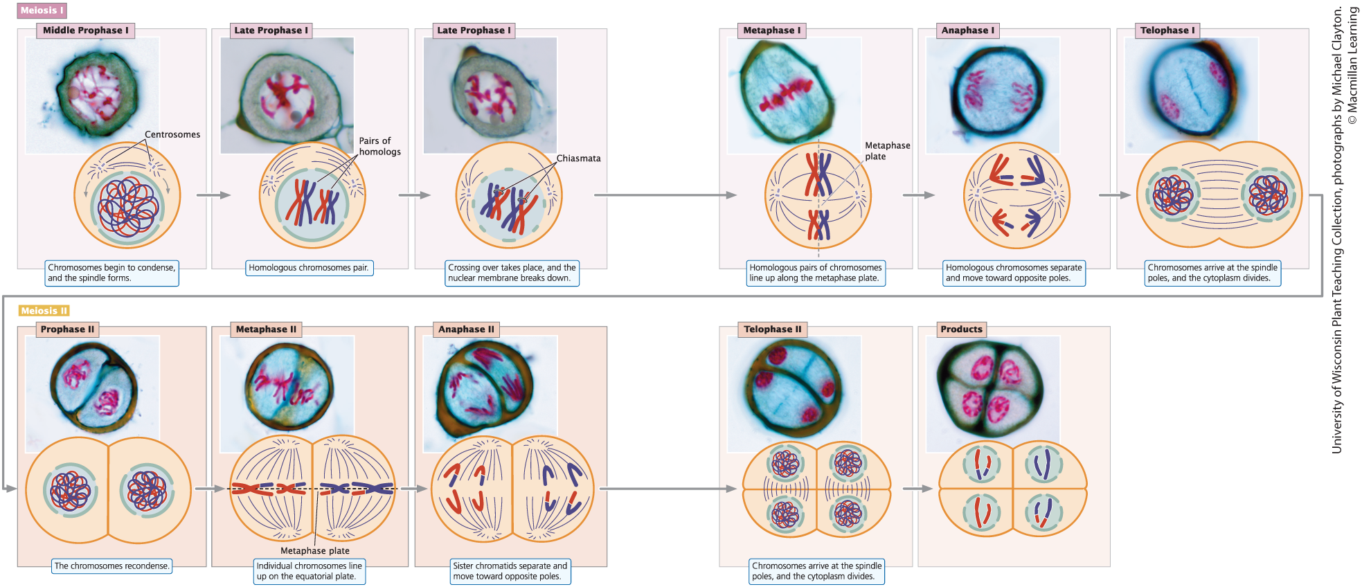 <p><span style="line-height: 20.925px;"><span>separation of sister chromatids, also known as </span><strong><span>equational division</span></strong><span> (chromosomes number remains equal)</span></span></p>