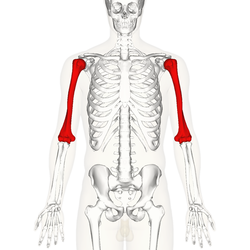 <p>What bone is this?</p>