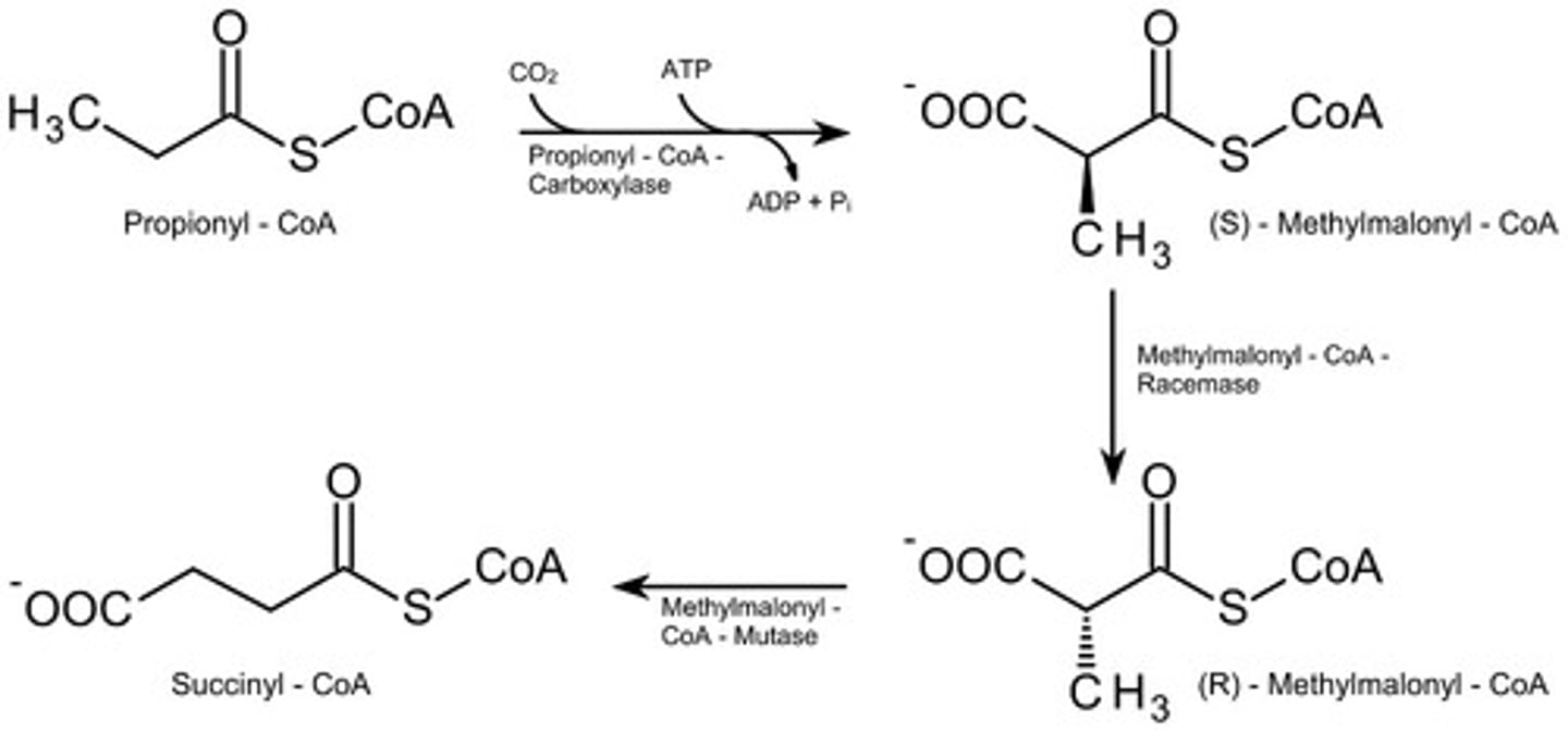 <p>(C) II and III only</p><p>Below are true statements about the oxidation of odd-number of carbon Fatty acids:</p><p>I. In the final cycle, instead of 2 Acetyl CoA being formed, 1 Acetyl CoA and 1 Propionyl-CoA (3C) will be formed.</p><p>II. Propionyl-CoA can be converted into Succinyl-CoA using vitamins B7 and B12.</p><p>III. Succinyl-CoA can be converted to Malate and enter Gluconeogenesis.</p>