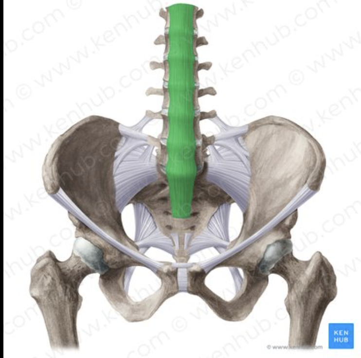 <p>ligament name?</p>