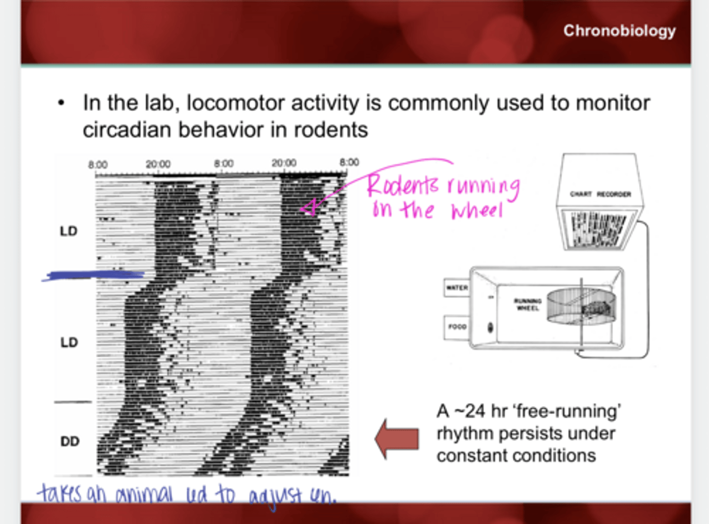 <p>In the lab ______ activity is commonly used to monitor circadian behavior in rodents</p>
