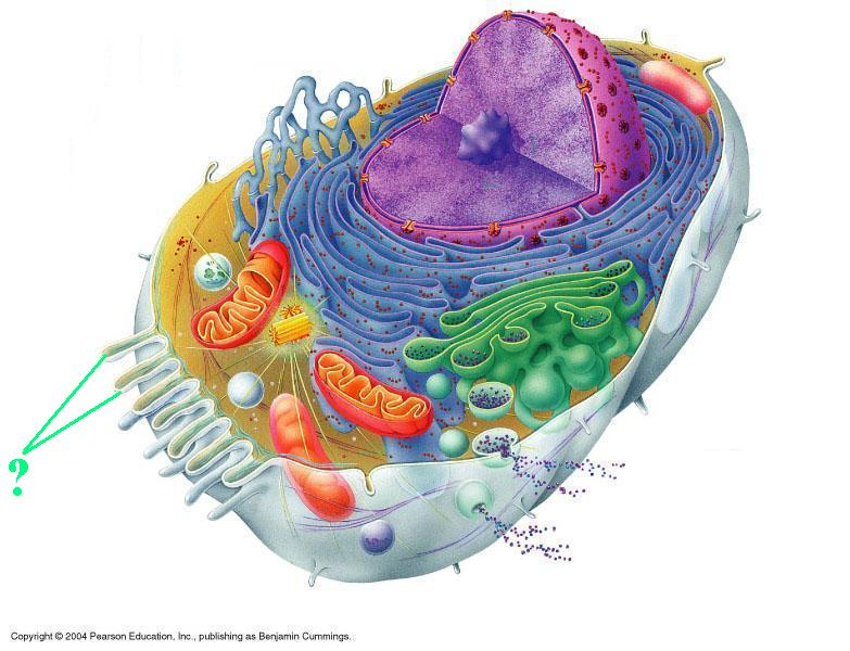 <p>microvilli</p>