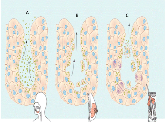 <p>Identify each type of gland.</p>