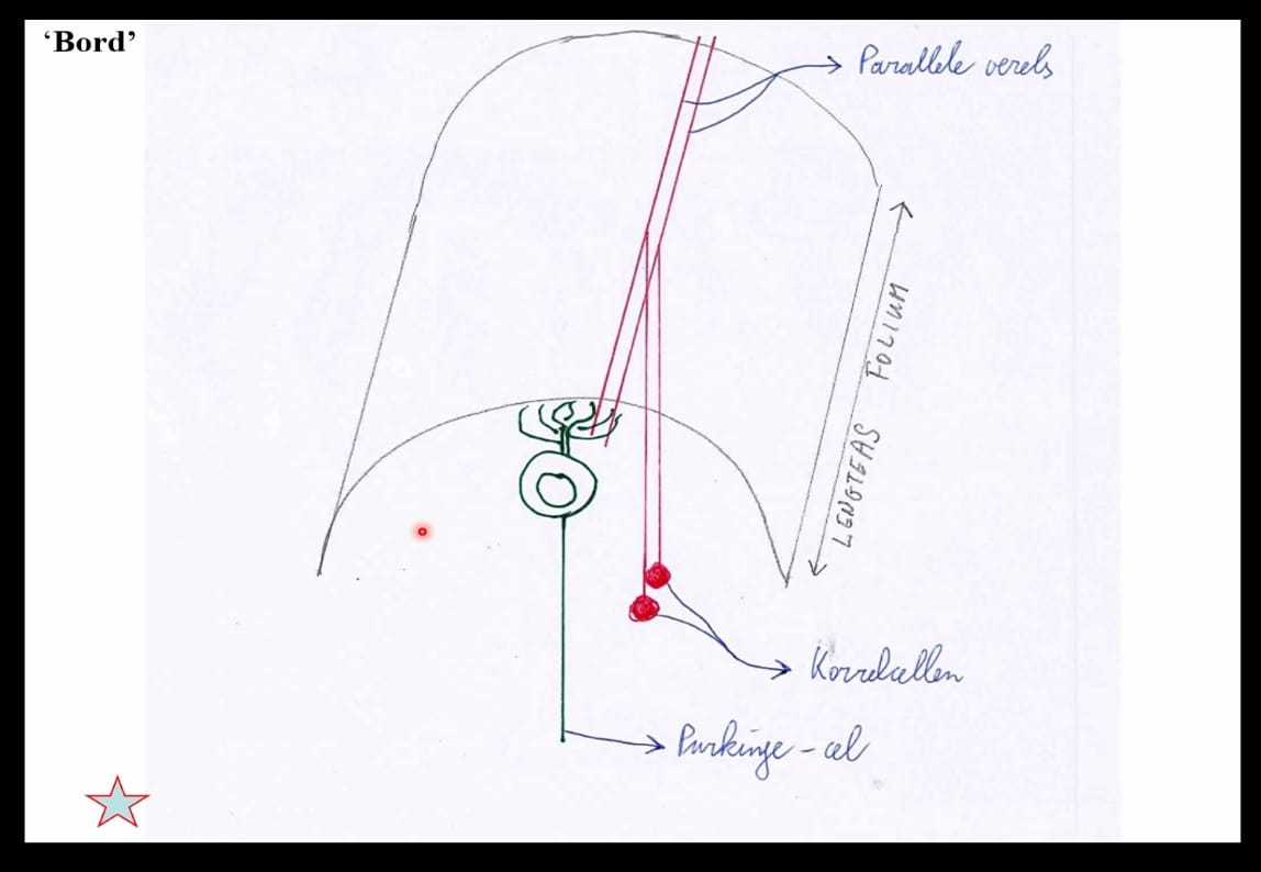 <p><strong>cerebellum: </strong>efferente vezels</p>
