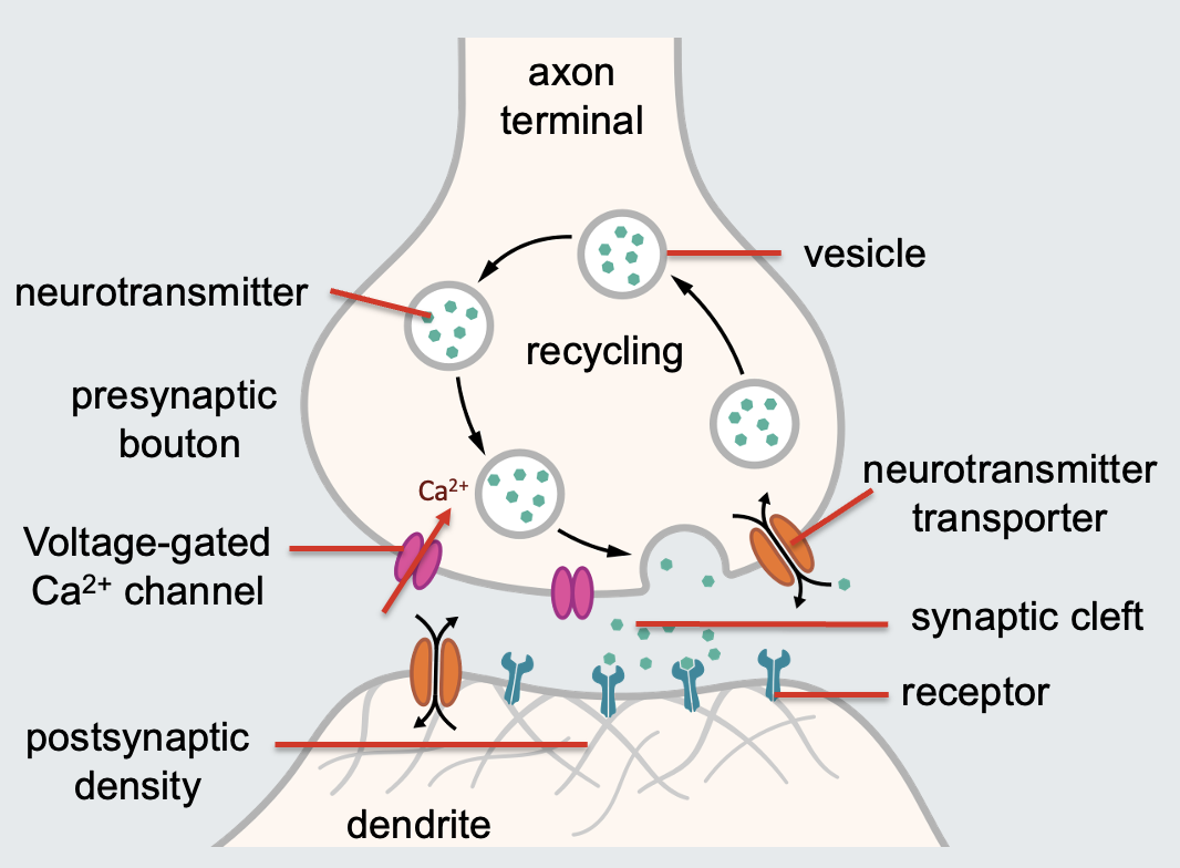 <ol><li><p><strong>Action potential:</strong></p><ul><li><p>An action potential transmitted to the presynaptic terminal.</p></li><li><p>Depolarisation spreads over the presynaptic membrane.</p></li></ul></li><li><p><strong>Calcium channels:</strong></p><ul><li><p>Depolarisation leads to the opening of voltage-gated calcium channels (VGCC) in the membrane</p></li><li><p>Calcium flows into the terminal down the concentration and electrical gradients.</p></li></ul></li><li><p><strong>Release of neurotransmitters:</strong></p><ul><li><p>The increase in calcium concentration stimulates release of neurotransmitters into the presynaptic cleft</p></li><li><p>The neurotransmitters diffuses to the postsynaptic membrane and bind to receptors</p></li></ul></li></ol><p></p>