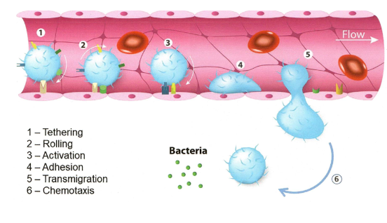 <p>tethering</p><p>rolling</p><p>activation</p><p>adhesion</p><p>transmigration</p><p>chemotaxis	</p>