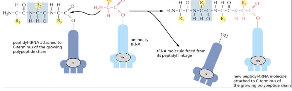 <p>Explain what happens to the tRNA’s attached on an amino acid bonding to a peptide?</p>