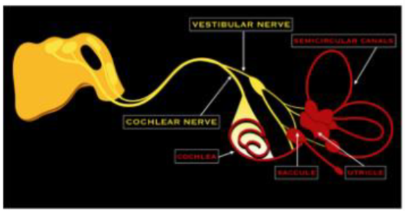 <ul><li><p>vestibulocochlear. auditory, acoustic, statoacoustic</p></li><li><p>sensory</p></li><li><p>sensory- nerve conveys sense of hearing and equilibrium</p></li></ul><p></p>