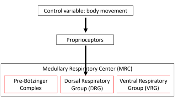 <ul><li><p>proprioceptors in joints and muscles respond to changes in body movement i.e. rest to exercise</p></li><li><p>send signal to DRG</p></li></ul><p></p>