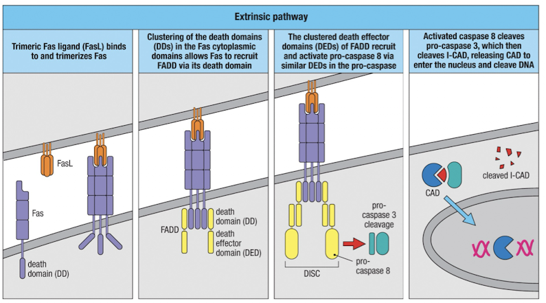 <p>Induced when TNFR superfamily members containing death domains, like Fas, are crosslinked</p><ol><li><p>clustered Fas recruits FADD via the death domains (DD)</p></li><li><p>FADD recruits pro-caspase 8 via the death effector domain (DED) and it is activated</p></li><li><p>Caspase 8 cleaves pro-caspase 3, which cleaves ICAD, releasing CAD to degrade DNA</p></li></ol><p></p>