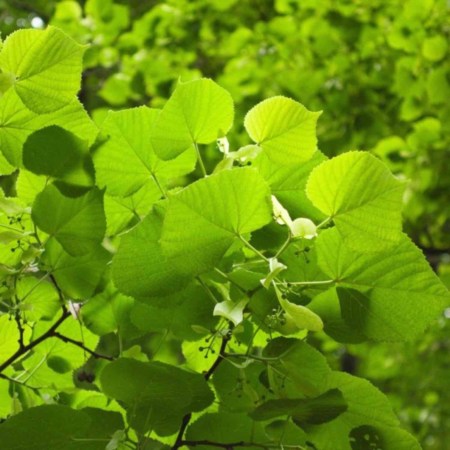 <p>Tilia platyphyllos</p>