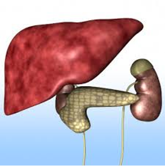 <ul><li><p>slow or limited proliferation rate</p></li><li><p>cells only proliferate when injured</p></li><li><p>e.g. liver</p></li></ul><p></p>